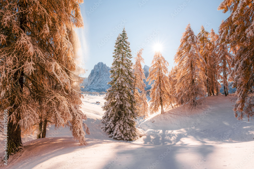 Wall mural Picturesque landscape with orange larches covered by first snow on meadow Alpe di Siusi, Seiser Alm, Dolomites, Italy. Snowy mountains peaks on background - Wall murals
