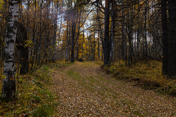 Obraz premium Autumn forest road on autumn background in October, rainy weather