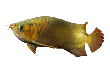 Arowana fish