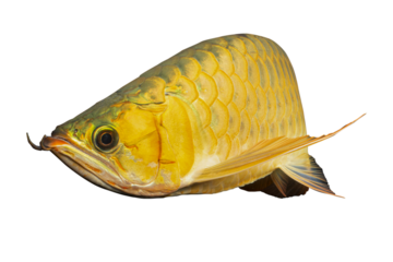 Arowana fish