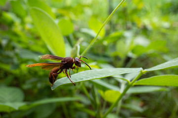 Polistes canadensis is a species of red paper wasp found in the Neotropics.  It is a primitive eusocial wasp as a member of the subfamily Polistinae.  Mostly predatory species