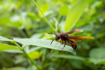 Polistes canadensis is a species of red paper wasp found in the Neotropics.  It is a primitive eusocial wasp as a member of the subfamily Polistinae.  Mostly predatory species