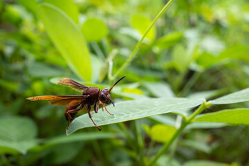 Polistes canadensis is a species of red paper wasp found in the Neotropics.  It is a primitive eusocial wasp as a member of the subfamily Polistinae.  Mostly predatory species