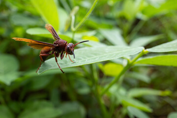 Polistes canadensis is a species of red paper wasp found in the Neotropics.  It is a primitive eusocial wasp as a member of the subfamily Polistinae.  Mostly predatory species