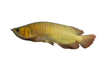 Arowana fish
