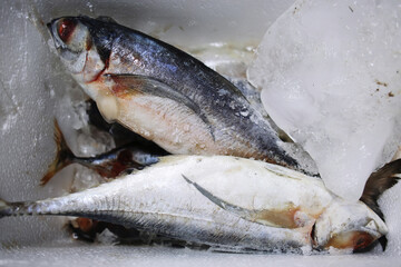 Frozen fishes with ice block inside a food container