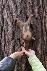 Hands of people feed the squirrels in the park
