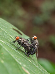 flies mating on the leaves
