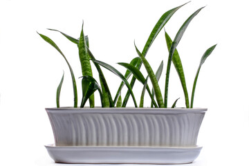 Indoor plant Dracaena trifasciata in a pot on a white background