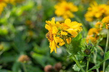 Yellow flowers Gaillardia aristata Maxima Aurea in a flower bed, selective focus, blurred background. Landscaping.