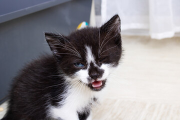 Small Funny black kitten meows, portrait closeup