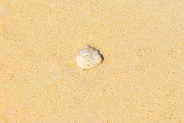 Fototapeta na wymiar Stones shells corals on beach sand Playa del Carmen Mexico.