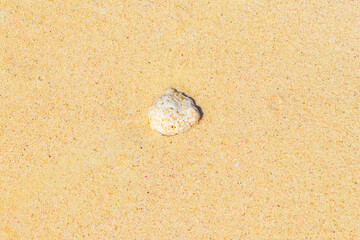 Stones shells corals on beach sand Playa del Carmen Mexico.
