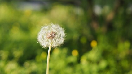 Closeup of an isolated Common Dandelion, Taraxacum officinale with a green background