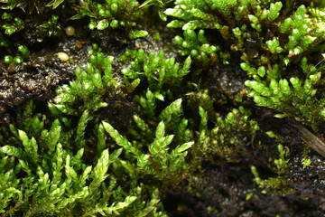 Green branches of moss close-up.