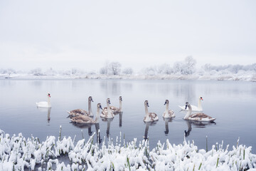 Swans family swims in the winter lake water in sunrise time. White adult swan and little grey...
