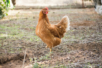Red hen on the farm. Close up.