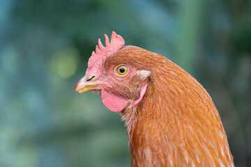 Red hen on the farm. Close up.