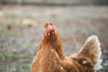 Red hen on the farm. Close up.