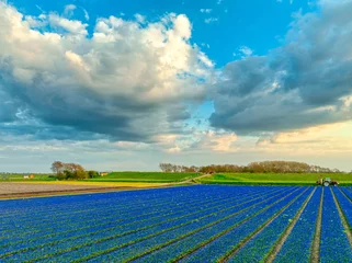 Tuinposter Big clouds above a bulbfield / field of tulips in The Netherlands. © Alex de Haas