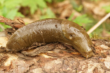 Closeup on a large brown Pacific banana slug, Ariolimax columbianus