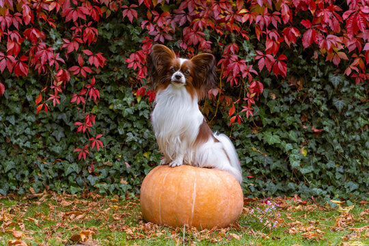 Papillon Dog Sits On A Pumpkin. Thanksgiving Day, Fall Season, Halloween Holidays. Purebred  Continental Toy Spaniel Looking At Camera. Autumn Colors Background. White And Brown Lap Dog With Big Ears.