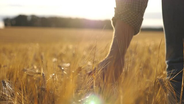 Close up of male hand moving over wheat growing on the plantation. Young man walking through the barley field and gently touching golden ears of crop. Sunlight at background. Rear view Slow motion