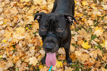 Pit bull terrier with a halter on a walk