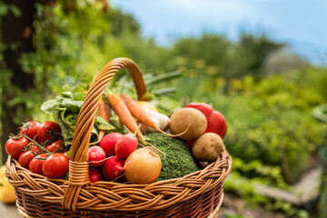 Basket of vegetables in the garden 