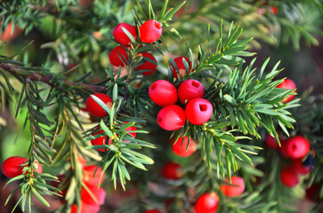 Obraz premium Yew tree 'Taxus baccata' branches with red berries . Close up outdoors photo. 