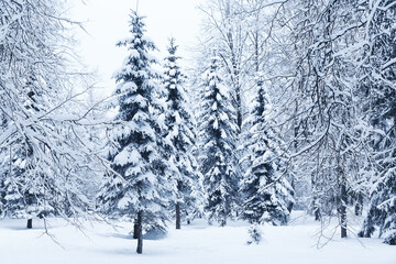 Winter fir tree Christmas scene with sunlight.