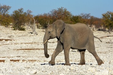 Fototapeta premium Afrikanischer Elefant (locodonta africana) am Wasserloch Olifantsbad im Etosha Nationalpark. 