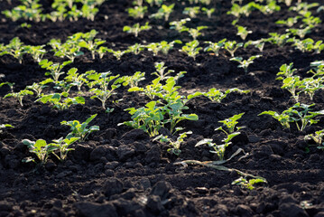 fresh planted sprouts on the farm, selective focus, close-up