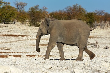 Afrikanischer Elefant (locodonta africana) am Wasserloch Olifantsbad im Etosha Nationalpark. 