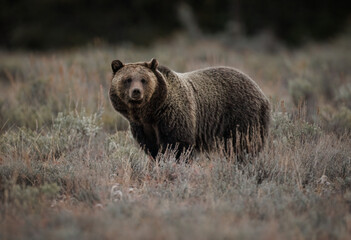 Grizzly Bear in Grand Teton National Park 
