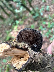 mushroom in the forest