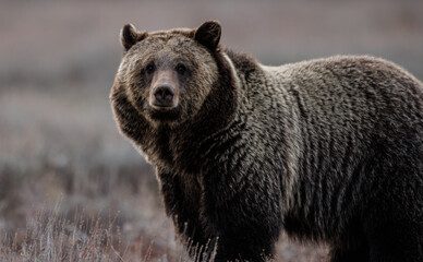 Obraz na płótnie Canvas Grizzly Bear in Grand Teton National Park 