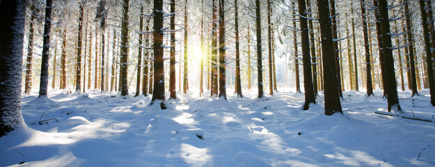 Winter landscape with forest and sun shines through snow covered trees.