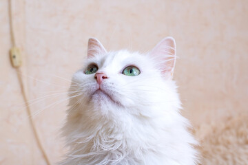 White cat with green eyes closeup portrait