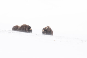 Musk Ox in wintertime in Dovrefjell Nationalpark Norway  - obrazy, fototapety, plakaty