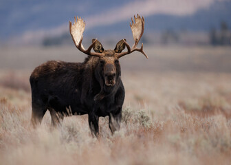 Naklejka na ściany i meble Bull Moose in Grand Teton National Park 