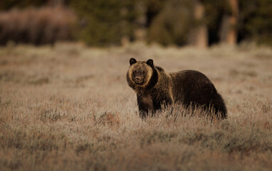 Grizzly Bear in Grand Teton National Park 