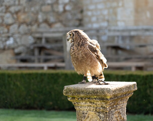 close up of a Pharaoh eagle-owl (Bubo ascalaphus) on a stone pedestal