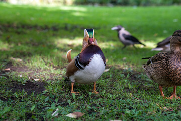 Colorful of male Mandarin Duck (Aix galericulata)