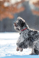 Dog in winter playing English cocker spaniel snow