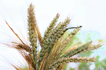 Ukrainian grain, food shortages, wheat, corn