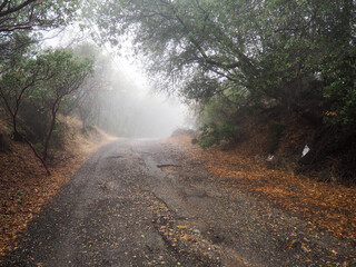 morning in the forest 