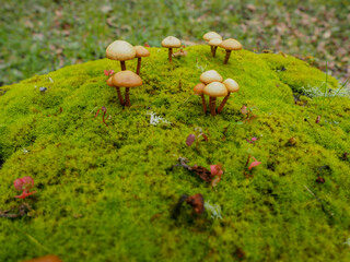 mushrooms in the forest