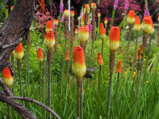 humming bird feeding