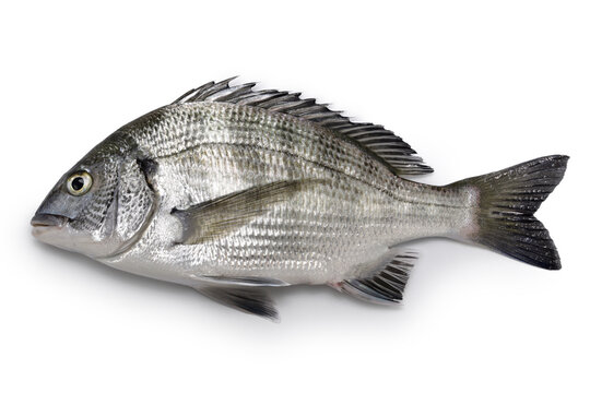 blackhead seabream isolated on white background
